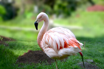 American flamingo or Caribbean flamingo.