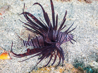 ヒリゾ浜の美しい黒色変異体のハナミノカサゴ（ミノカサゴ亜科）の幼魚。

静岡県伊豆半島賀茂郡南伊豆町中木から渡し船で渡るヒリゾ浜にて。
2023年10月28日水中撮影。

The Beautiful the black mutant Red Lionfish juvenile. 

HIRIZO Beach, Nakagi, South IZU, Kamo-gun, Izu Peninsula, 