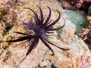 ヒリゾ浜の美しい黒色変異体のハナミノカサゴ（ミノカサゴ亜科）の幼魚。

静岡県伊豆半島賀茂郡南伊豆町中木から渡し船で渡るヒリゾ浜にて。
2023年10月28日水中撮影。

The Beautiful the black mutant Red Lionfish juvenile. 

HIRIZO Beach, Nakagi, South IZU, Kamo-gun, Izu Peninsula, 