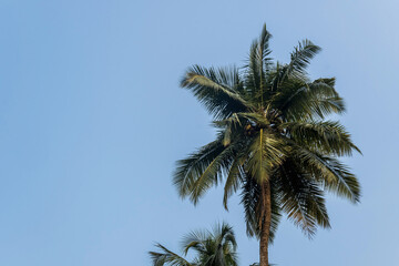 coconut trees palms against the blue sky of India