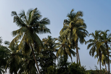 coconut trees palms against the blue sky of India