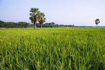 agriculture Landscape view of the grain  rice field in the countryside of Bangladesh