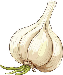 garlic isolated on white