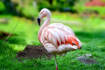 American flamingo or Caribbean flamingo.