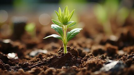 young green plant HD 8K wallpaper Stock Photographic Image 