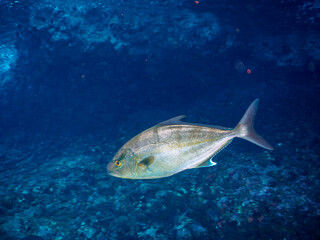 Fototapeta premium ヒリゾ浜の美しいカンパチ（アジ科）他。静岡県伊豆半島賀茂郡南伊豆町中木から渡し船で渡るヒリゾ浜にて。 2023年10月28日水中撮影。Beautiful Greater amberjack and others.HIRIZO Beach, Nakagi, South IZU, Kamo-gun, Izu Peninsula, Shizuoka, Japan, Photo Taken 