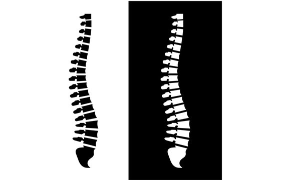 Human skeleton. Spine silhouette. Spine body bones - sacrum, vertebrae, coccyx, side view, flat black color. Anatomy vector illustration.