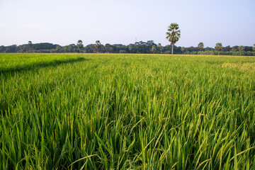 agriculture Landscape view of the grain  rice field in the countryside of Bangladesh