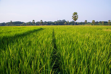 agriculture Landscape view of the grain  rice field in the countryside of Bangladesh