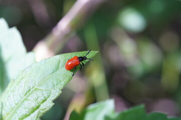 Lilioceris cheni on a white background.