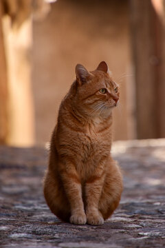 Katze 