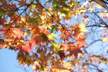 Colorful maple leaves in autumn
