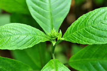 Close-up green leaves in outdoor garden selective focus
