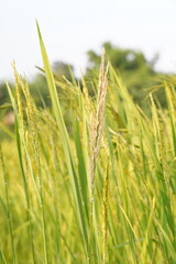 Green nature landscape with Paddy jasmine rice field in thailand.