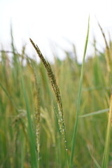 Green nature landscape with Paddy jasmine rice field in thailand.