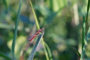 Harpactorinae Found in natural forests.