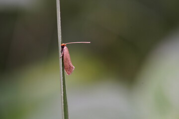 Nematopogon found in the forest.