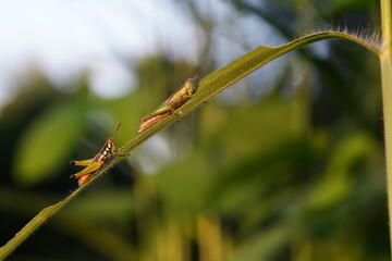 Grasshoppers found in natural forests.