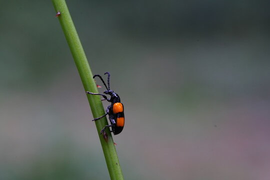 Lilioceris cheni on a white background.