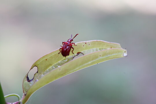 Lilioceris cheni on a white background.