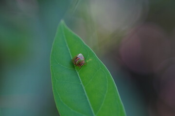 Small Tessaratoma papillosa found in forests and grasslands.