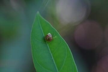 Small Tessaratoma papillosa found in forests and grasslands.