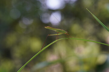 Tettigoniidae found in forests and grasslands.