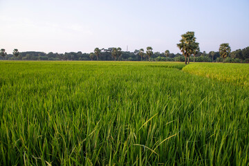 agriculture Landscape view of the grain  rice field in the countryside of Bangladesh