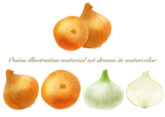 水彩で描いた玉ねぎのイラストセット／Onion illustration set drawn by watercolor