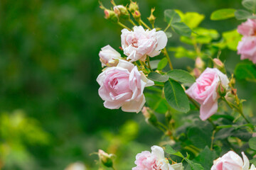 Pink Rose in nature. Close-up