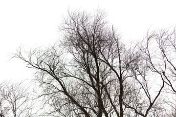 Fototapeta na wymiar Bare tree branches isolated white background