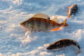 Perch fish lies on the snow in winter. Close-up