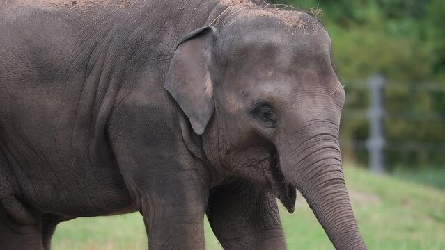 Sad asian elephant, captured in zoo, eats straw with trunk, close-up tilt up