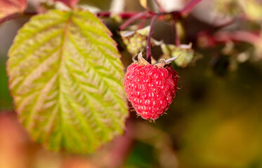 Close-up of a ripe raspberry. Macro