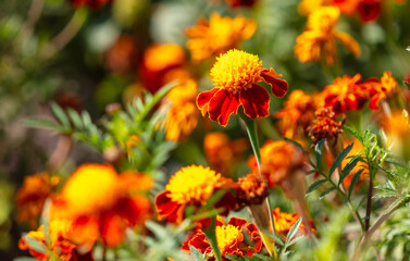Marigold flower in nature. Close-up