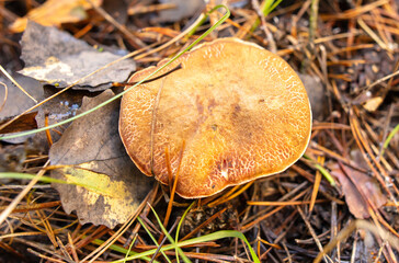 Butter mushroom in the forest in autumn