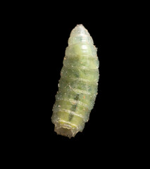 Green maggot isolated on black background. Macro