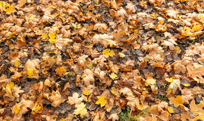 Fallen leaves from a tree on the ground as a background. Autumn