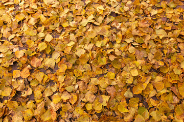 Fallen leaves from a tree on the ground as a background. Autumn