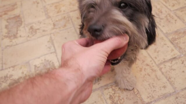 Close-up friendly small hairy dog playing to grab red ball from male hand. Pet bites ball trying to get grip pulling and shaking head. Dark long hair coat mutt long ears.