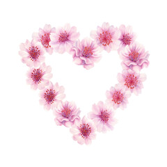 Watercolor pink heart drawn from cherry blossom flowers