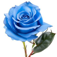Blue rose isolated on white background. 