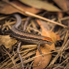 Garden skink lizard sitting in leaves and grass