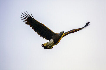 Grey head fish eagle in flight
