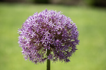 Blooming Purple Decorative onion, allium