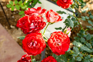 島田市バラの丘公園のバラ