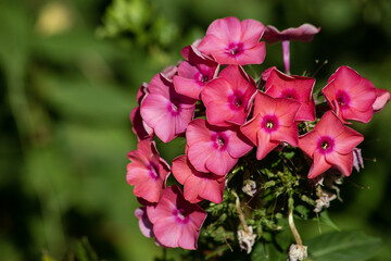 macro photo with a decorative background of beautiful garden flowers of pink phlox for garden landscape design as a source for prints, posters, decor, interiors, wallpaper, advertising, decoration