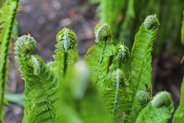 the tip of young Fern leaf Close Up. Fiddlehead, frond unfurling. Matteuccia Struthiopteris. Spring.