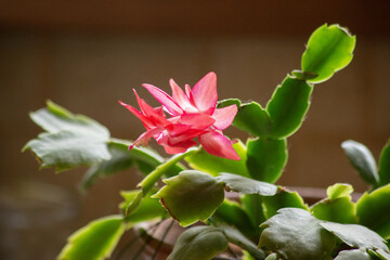 Pink flowers of the Decembrist. Zygocactus Schlubmerger.