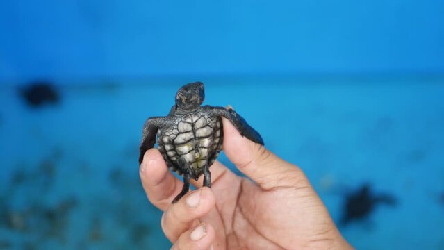 Baby olive ridley turtle hatchlings (Lepidochelys Olivacea) at Goa Cemara Beach, Bantul, Yogyakarta, Indonesia